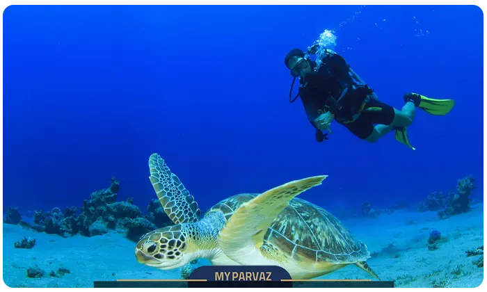 Diving in the Maldives
